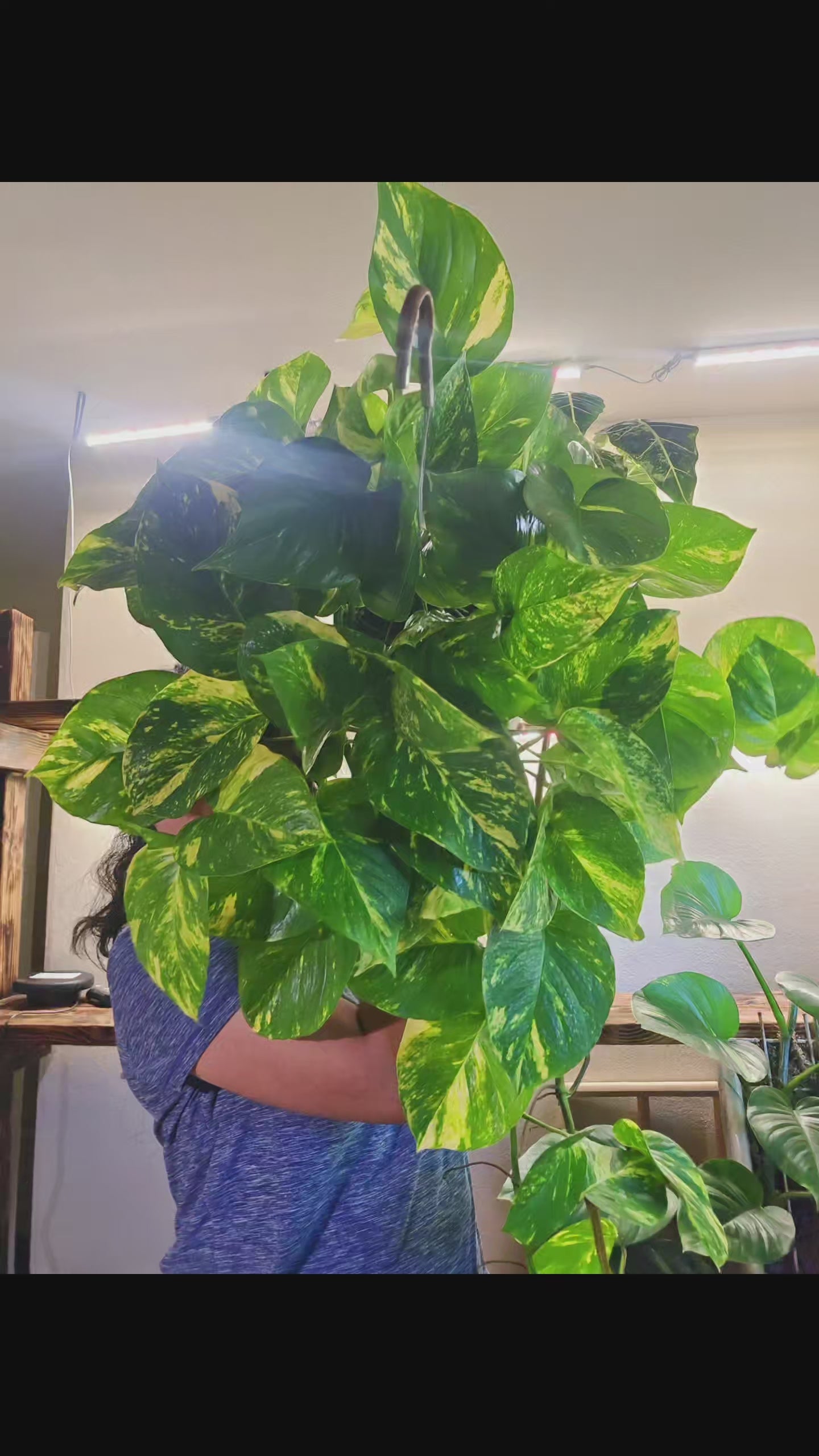 Hawaiian Pothos Indoor plant