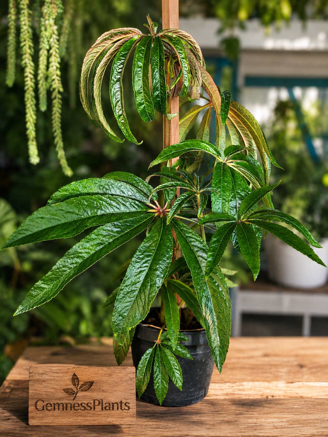 Begonia Luxurians