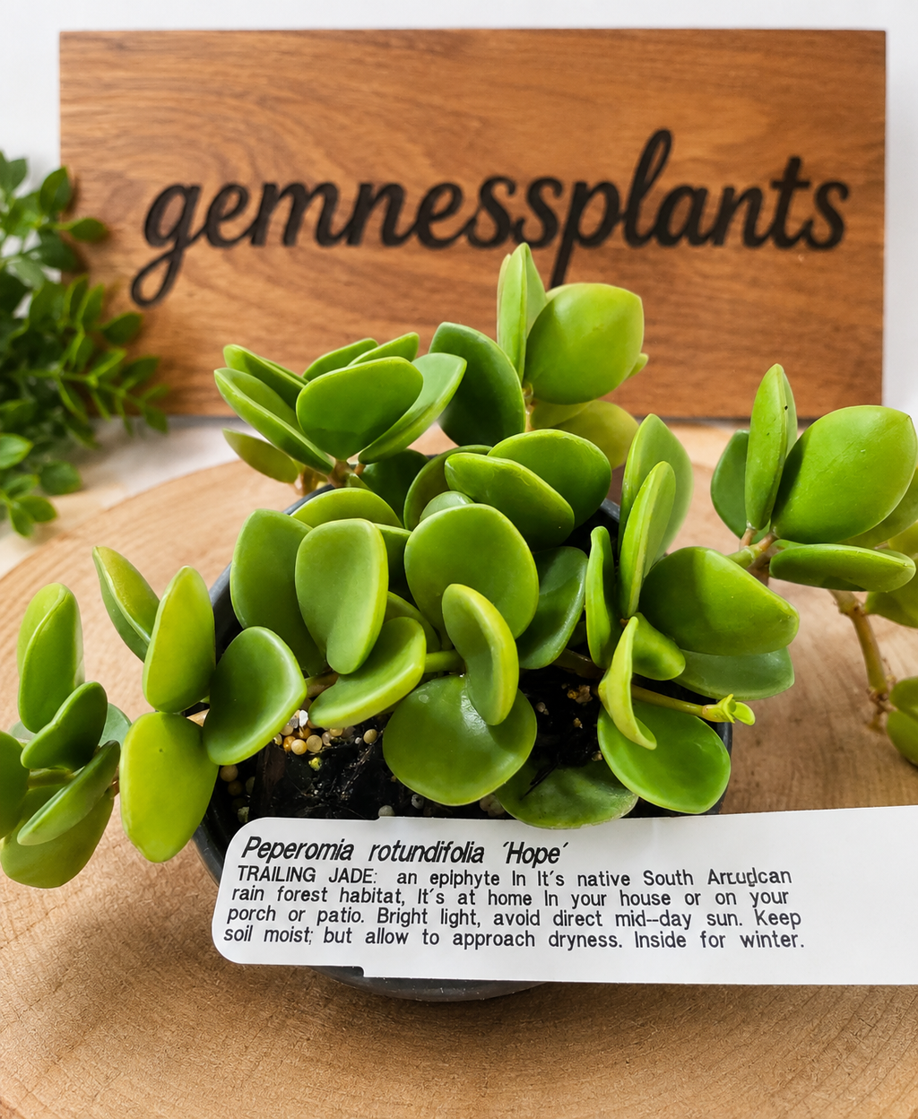 Peperomia Rotundifolia 'Hope'