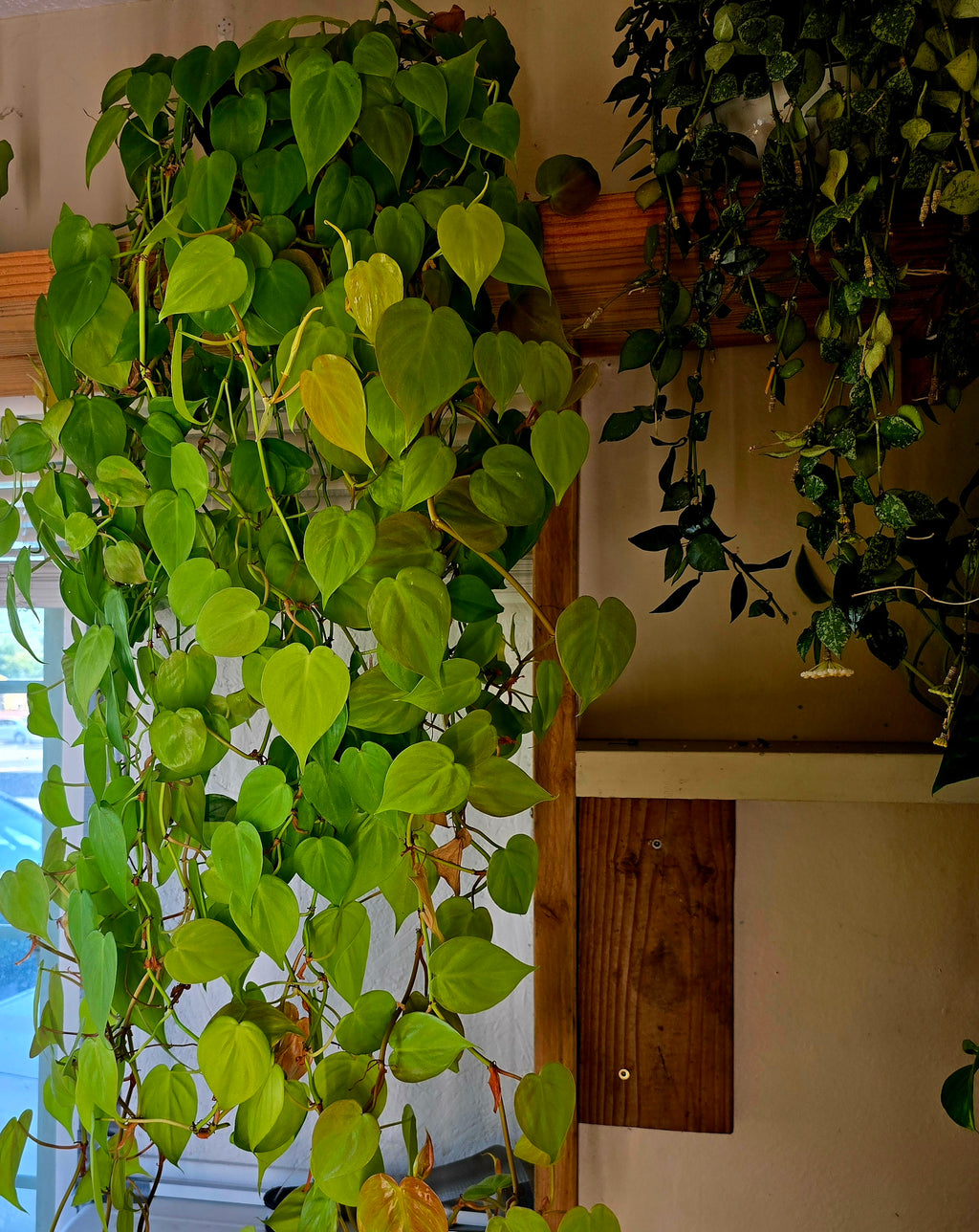 Neon Philodendron Cordatum