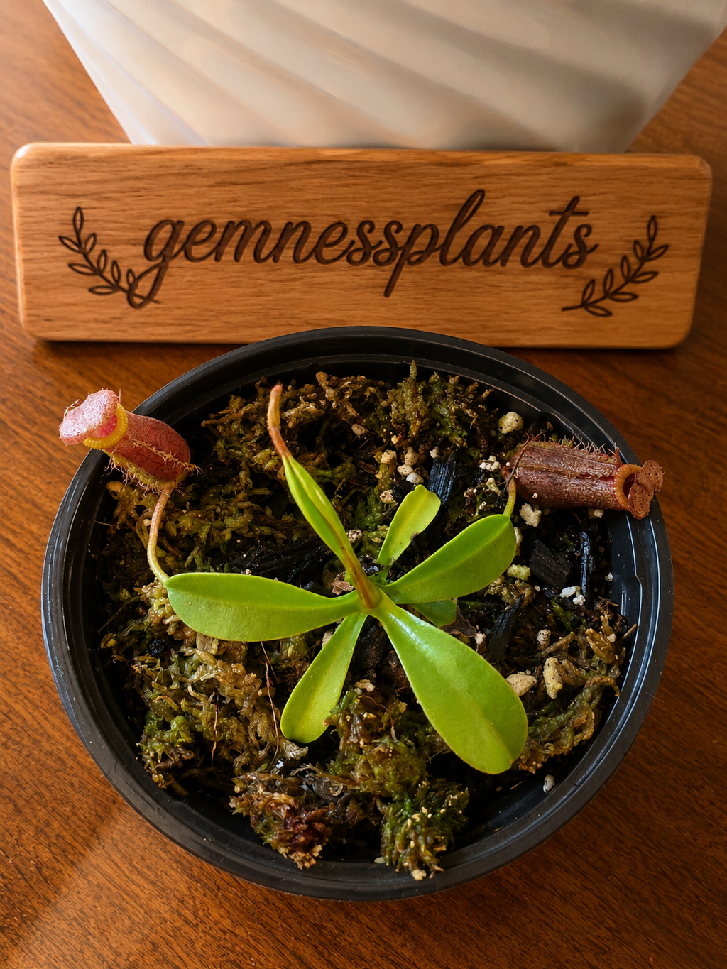 Nepenthes lowii x ventricosa (Briggsiana)