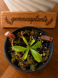 Nepenthes lowii x ventricosa (Briggsiana)