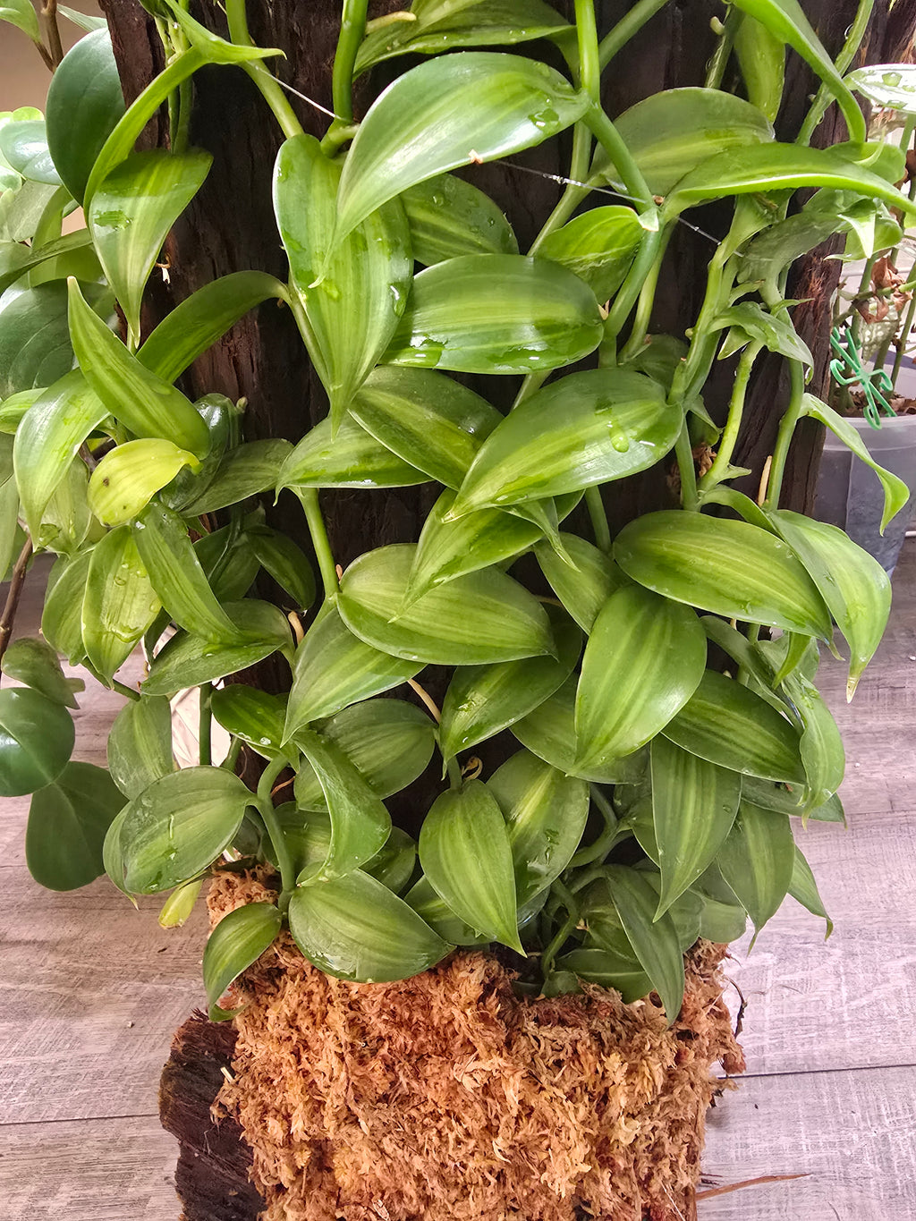 One-of-a-Kind Variegated Vanilla Orchid Living Sculpture