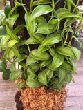 One-of-a-Kind Variegated Vanilla Orchid Living Sculpture