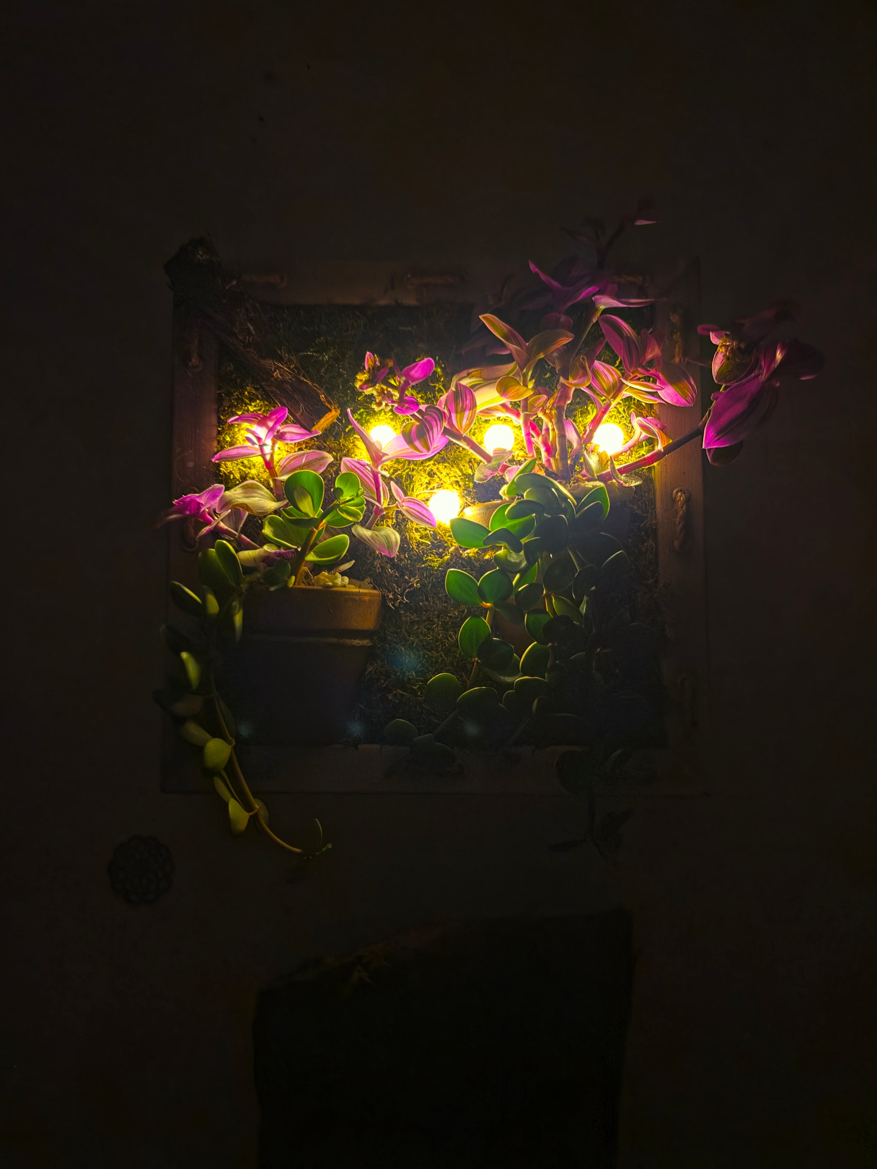Living Plant Frame