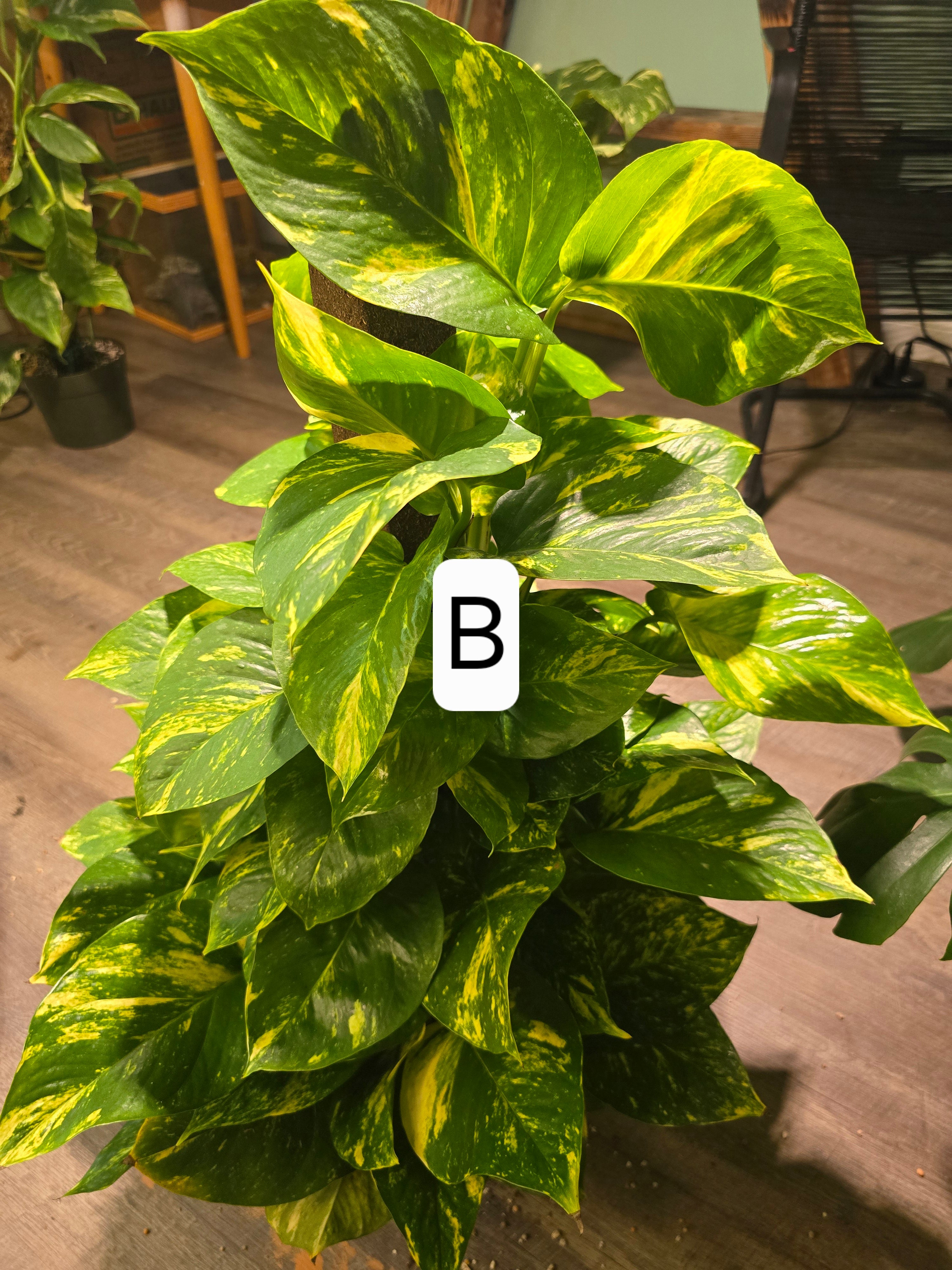 Pothos Hawaiian Golden w/ coco pole