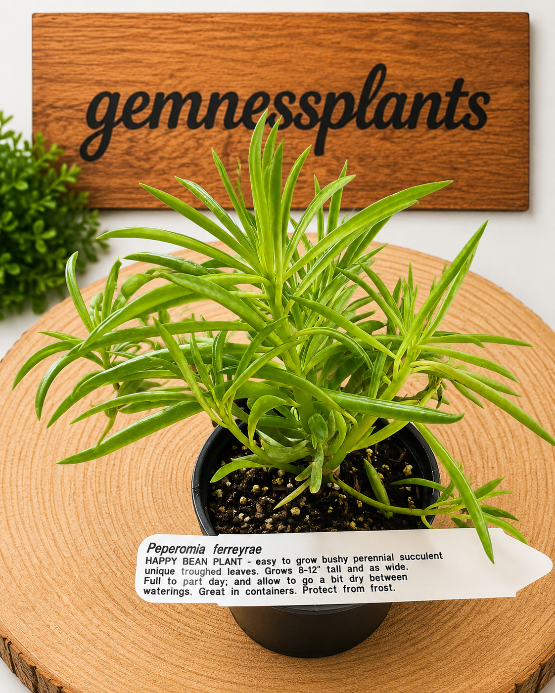Peperomia Ferreyrae