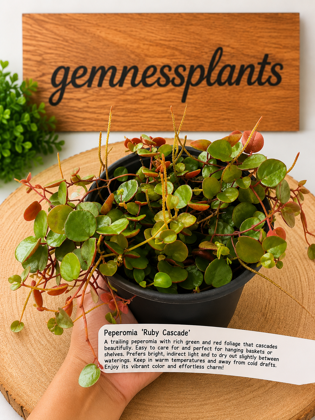Peperomia Ruby Cascade