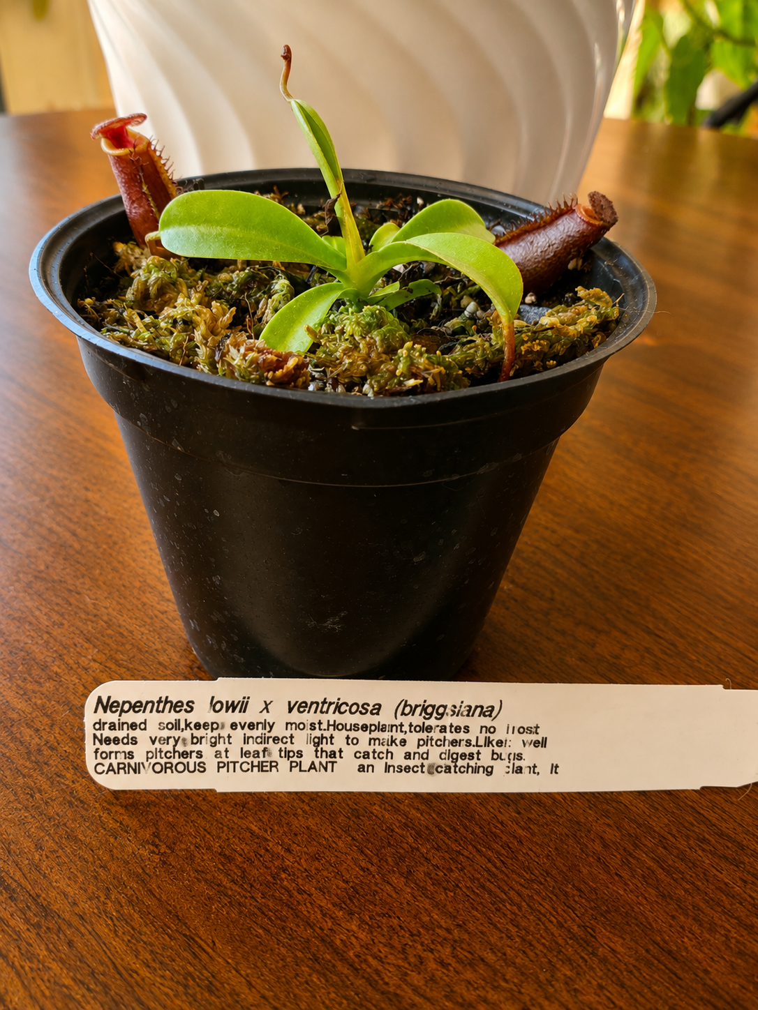 Nepenthes lowii x ventricosa (Briggsiana)