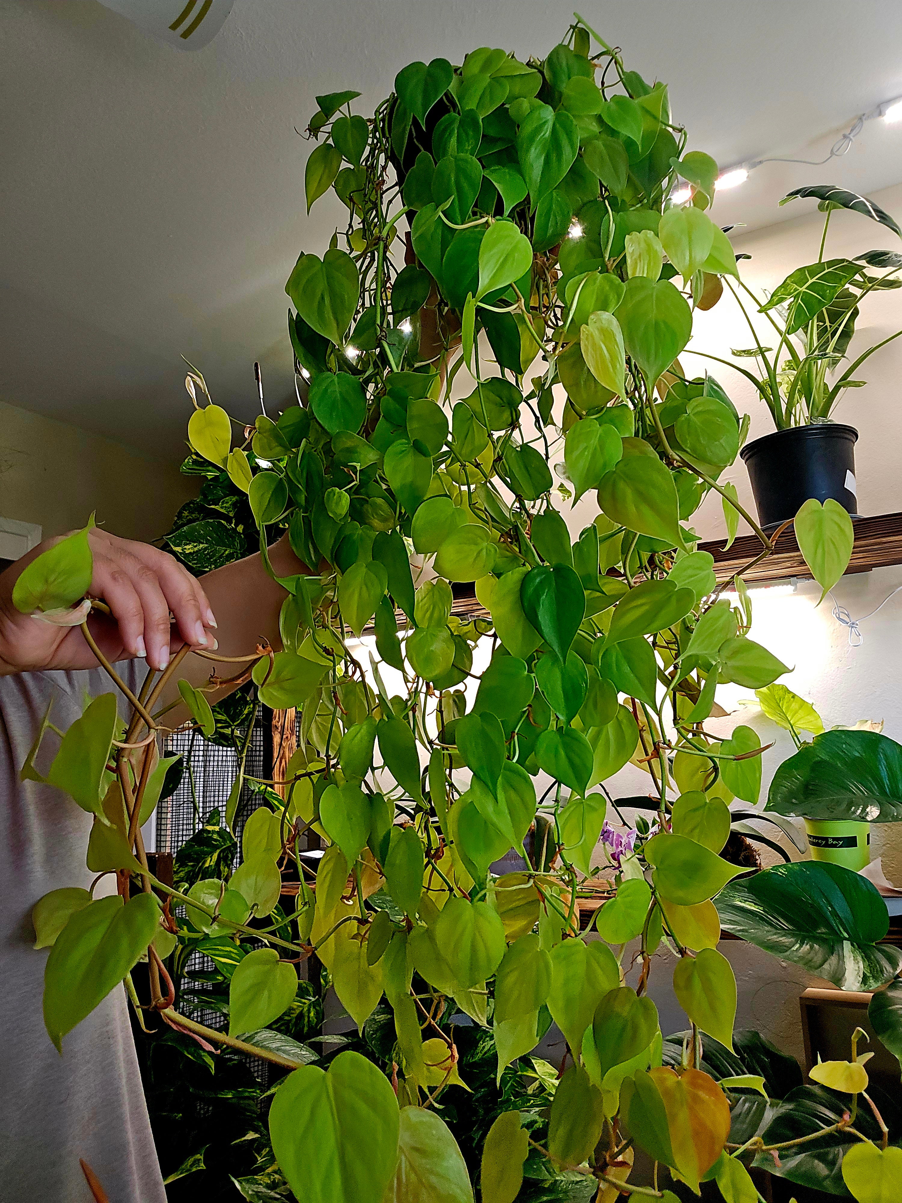Neon Philodendron Cordatum