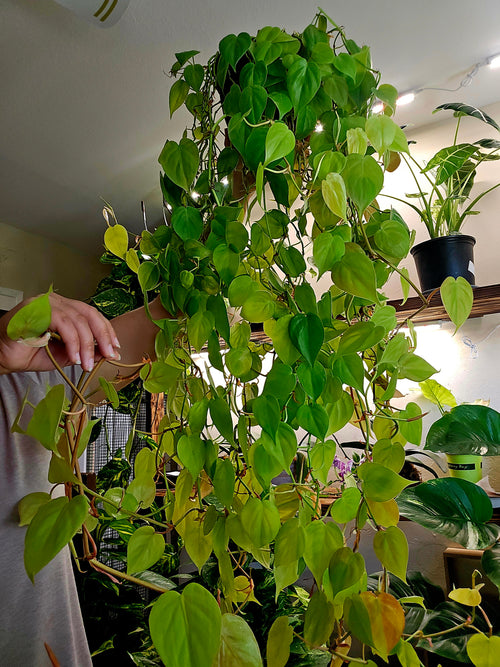 Neon Philodendron Cordatum