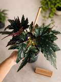 Begonia Sophie Cecile