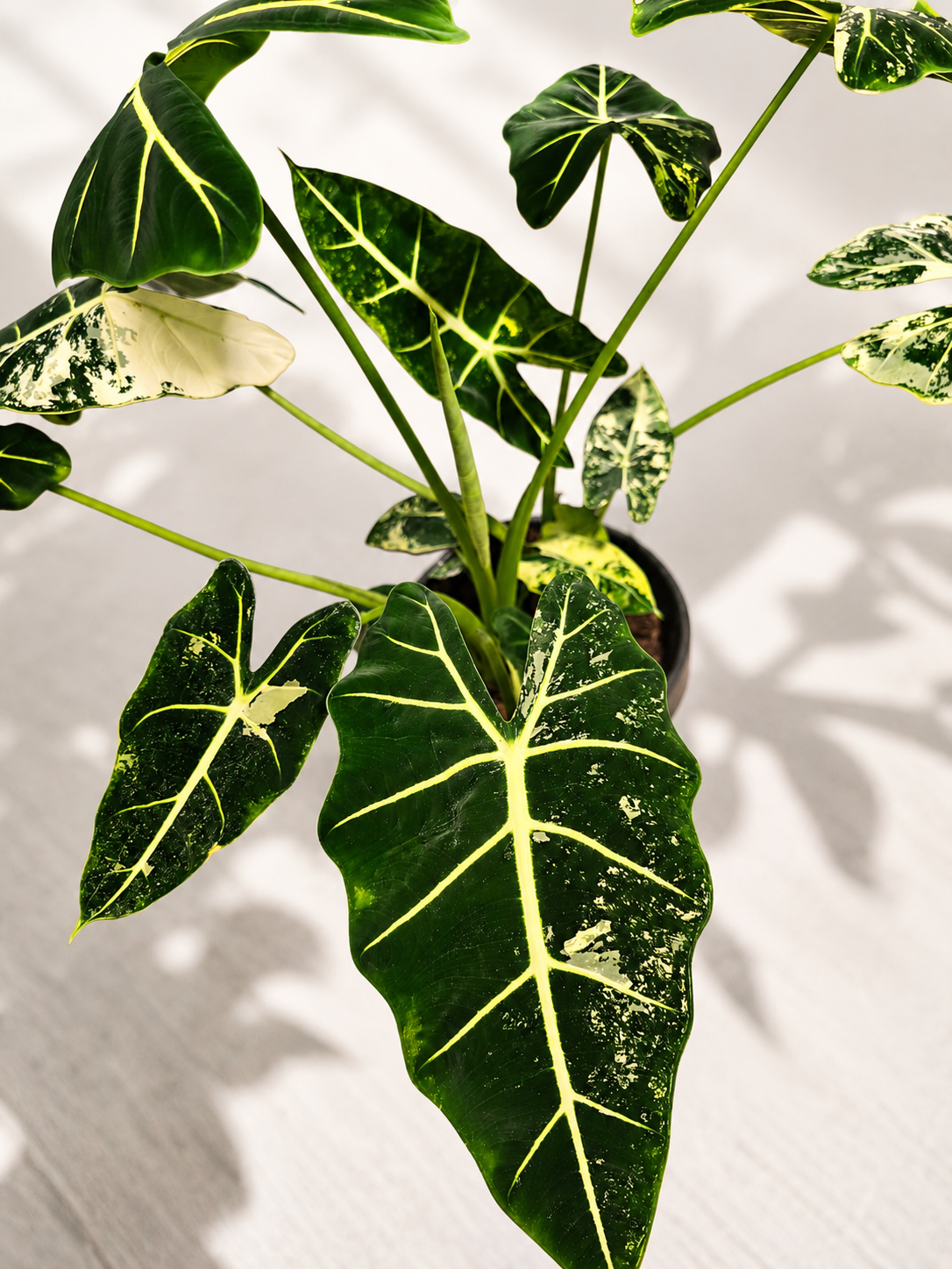 Alocasia Frydek Variegated