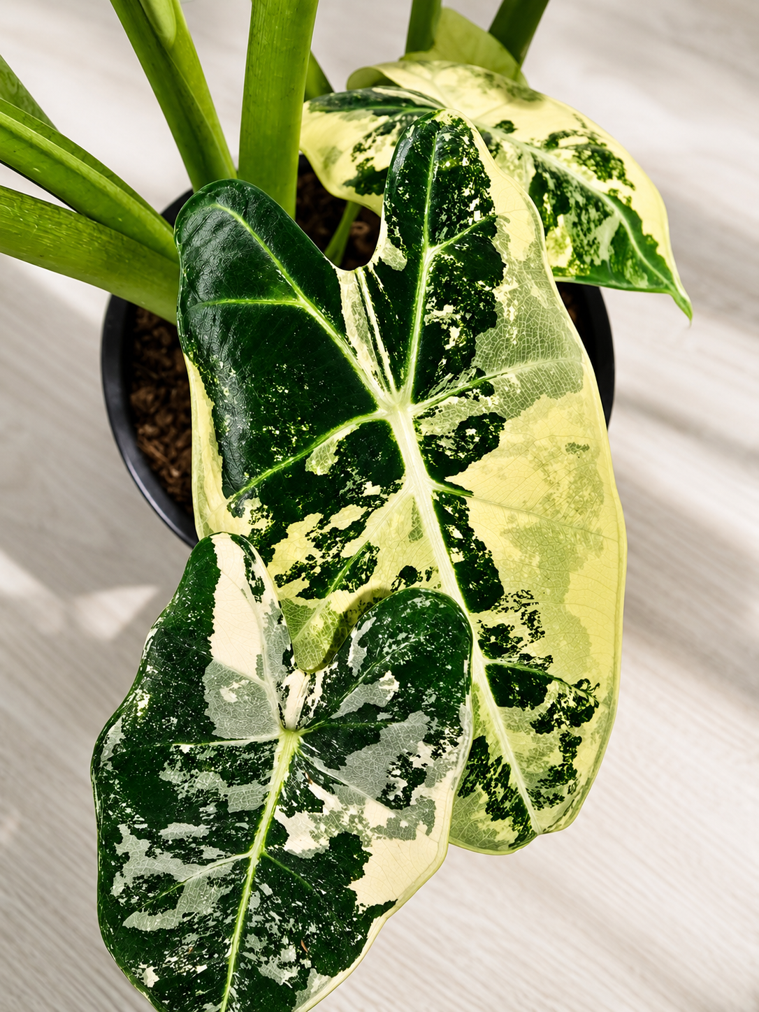 Alocasia Frydek Variegated