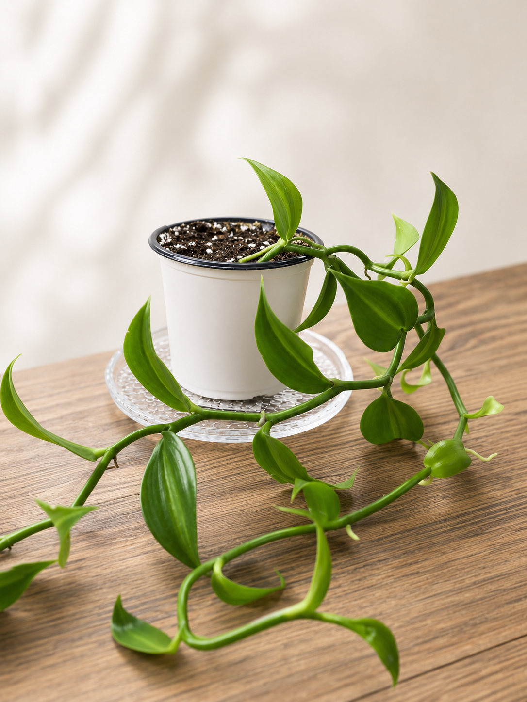 Variegated Vanilla Orchid (12" vine)