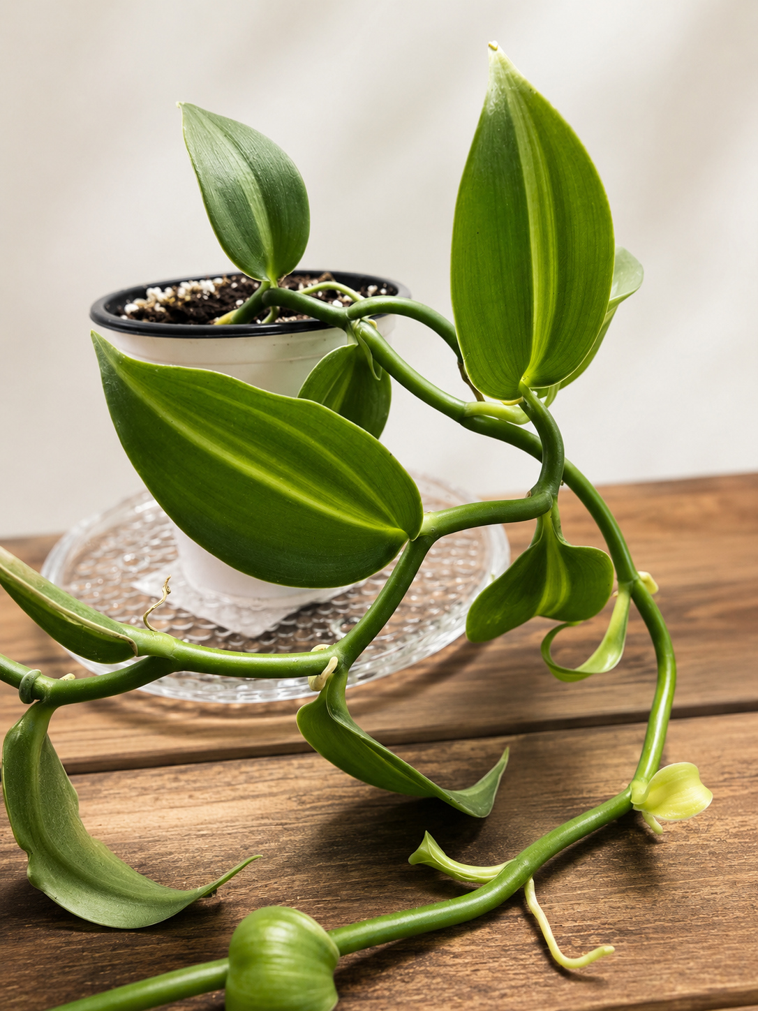 Variegated Vanilla Orchid (12" vine)
