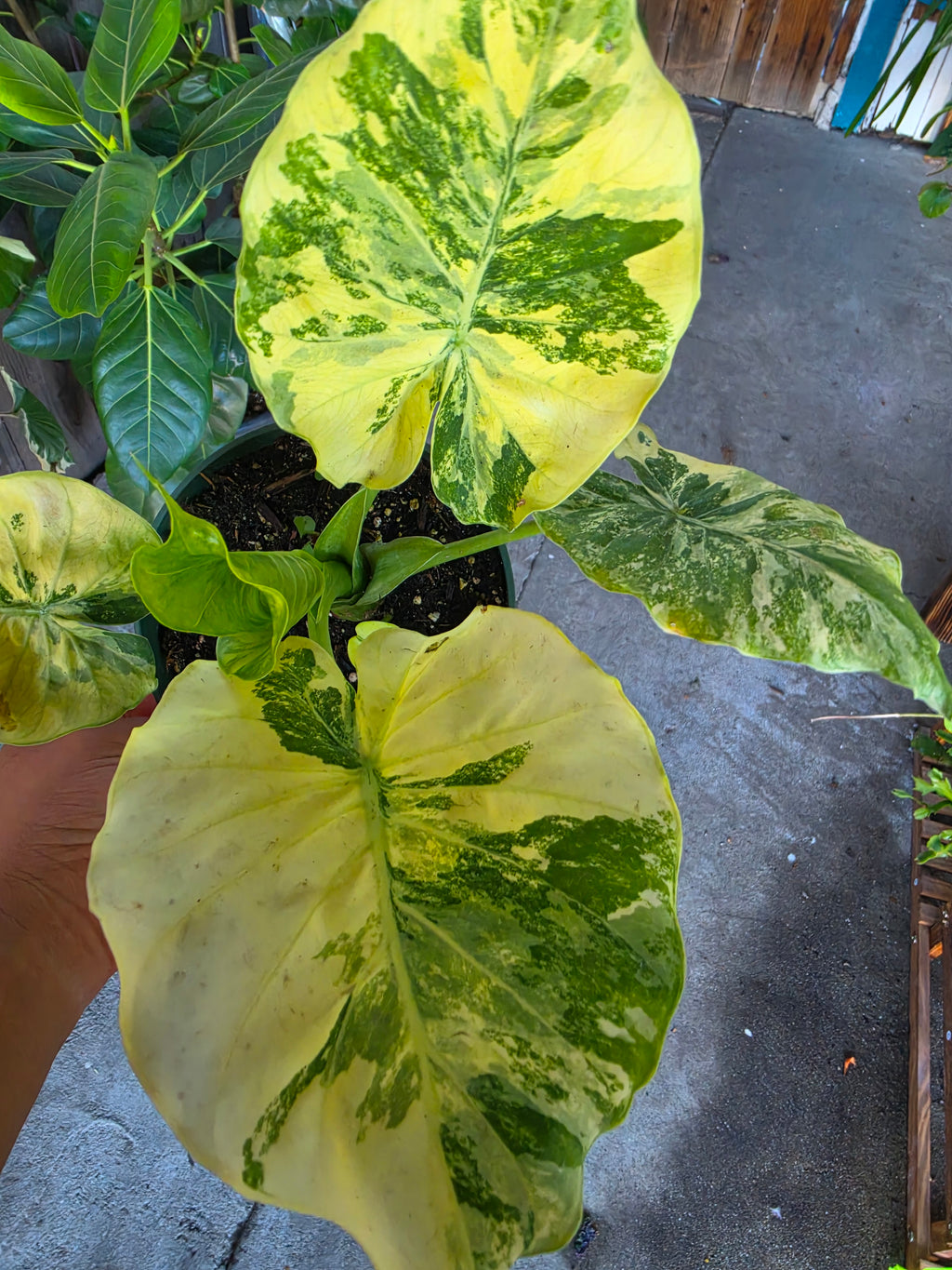 Alocasia Odora Variegata