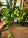 Hoya Australis