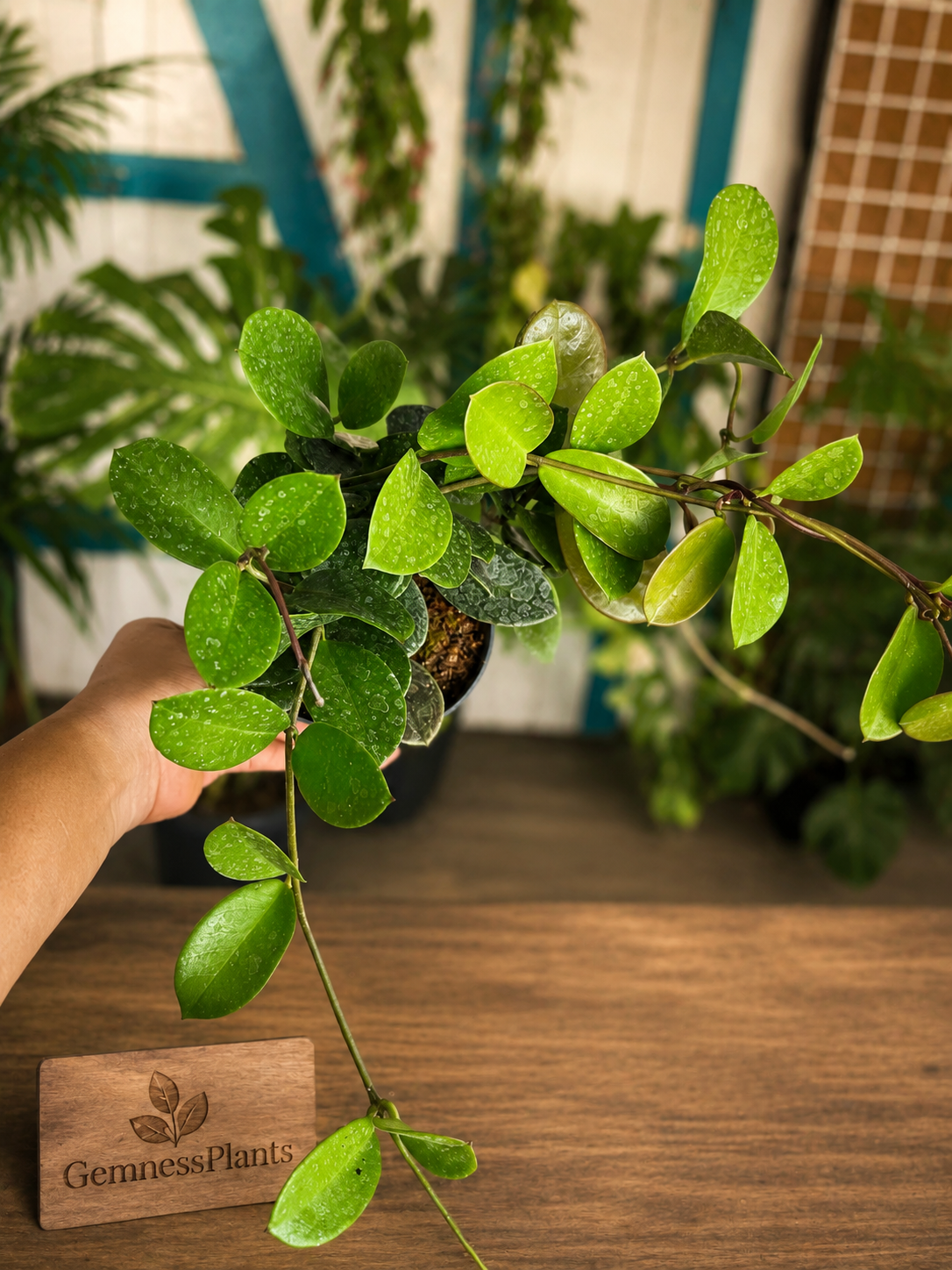 Hoya Australis