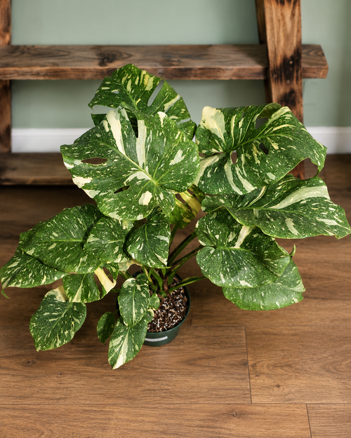 Monstera Thai Constellation large size