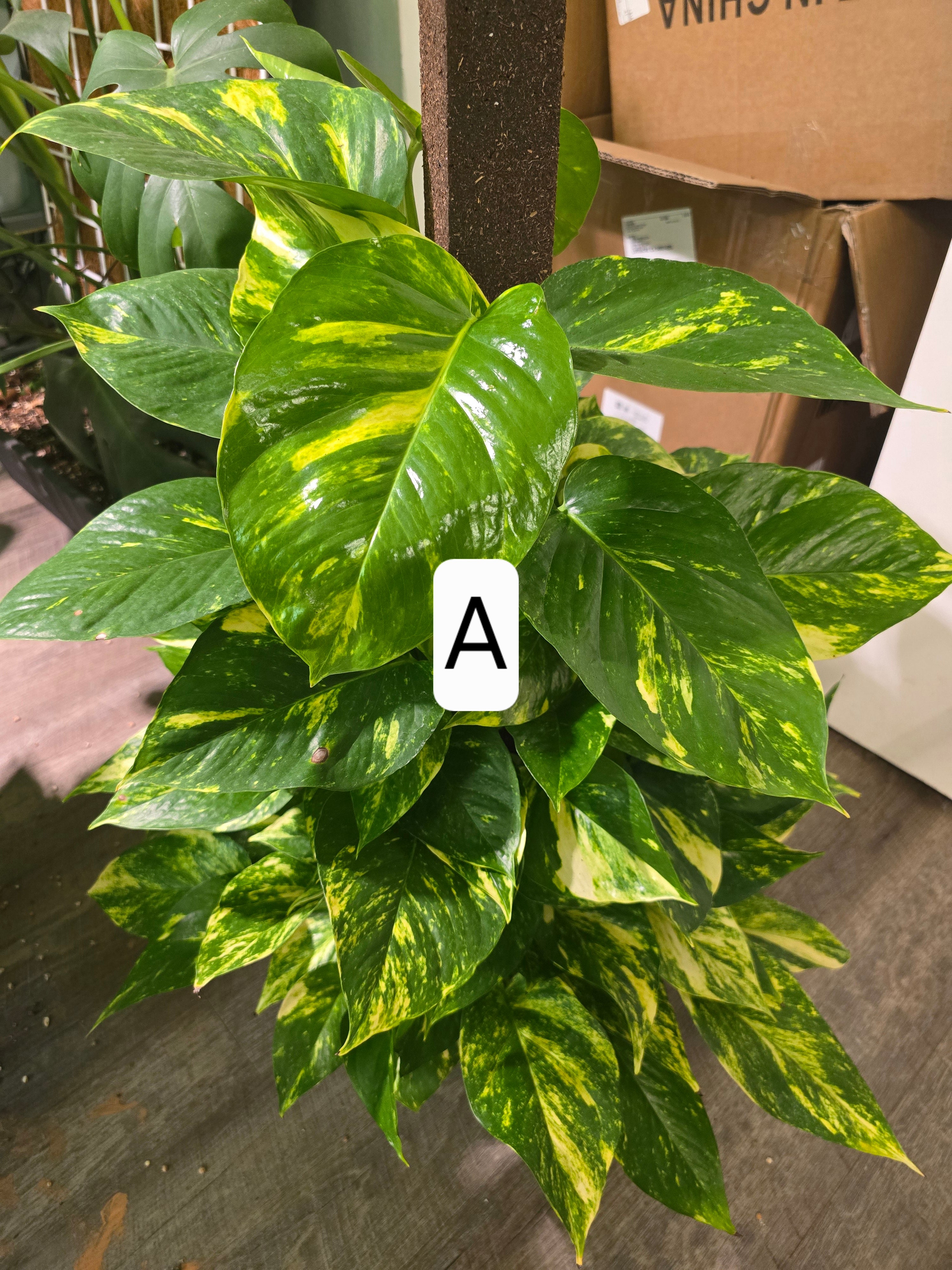 Pothos Hawaiian Golden w/ coco pole