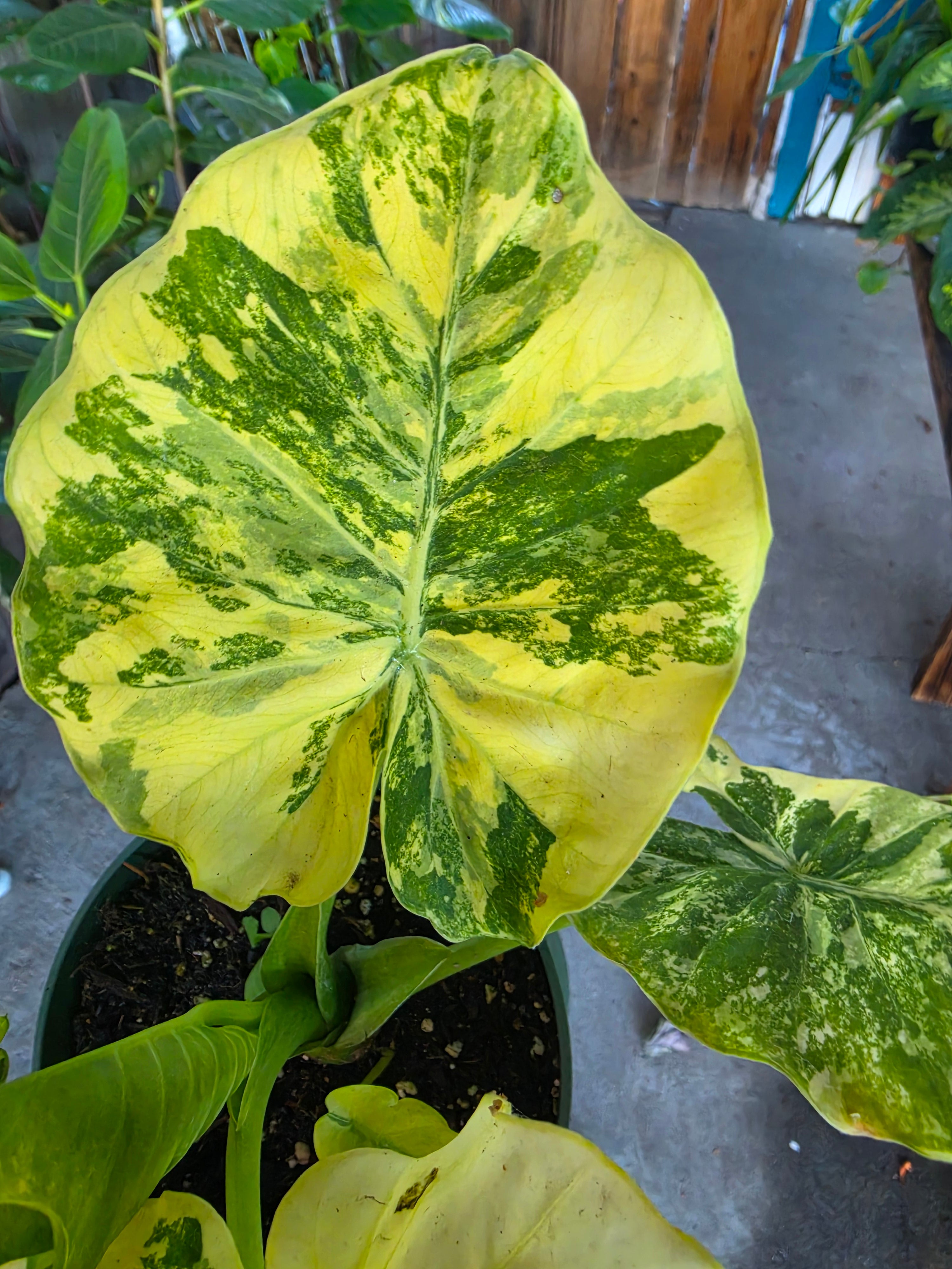 Alocasia Odora Variegata