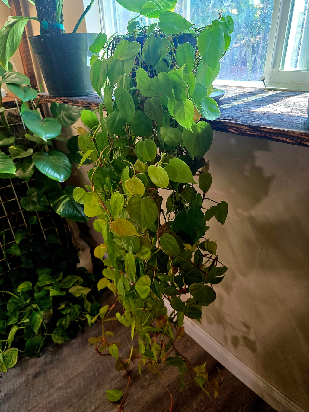 Neon Philodendron Cordatum