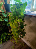 Neon Philodendron Cordatum
