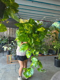 Hawaiian Pothos B
