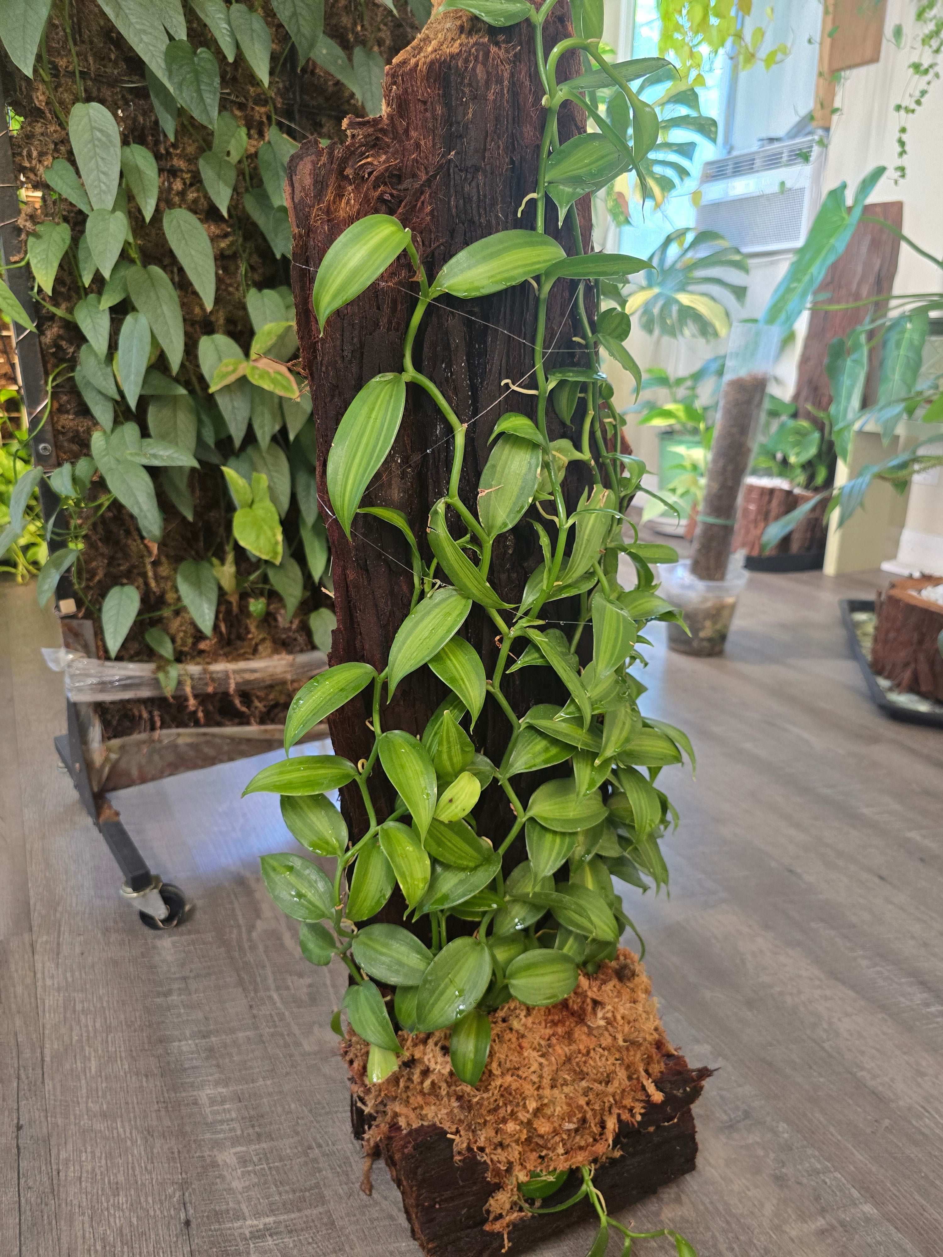 One-of-a-Kind Variegated Vanilla Orchid Living Sculpture