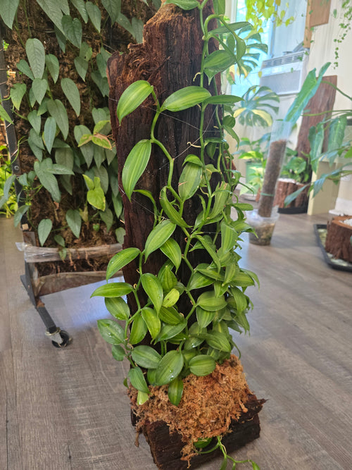 One-of-a-Kind Variegated Vanilla Orchid Living Sculpture