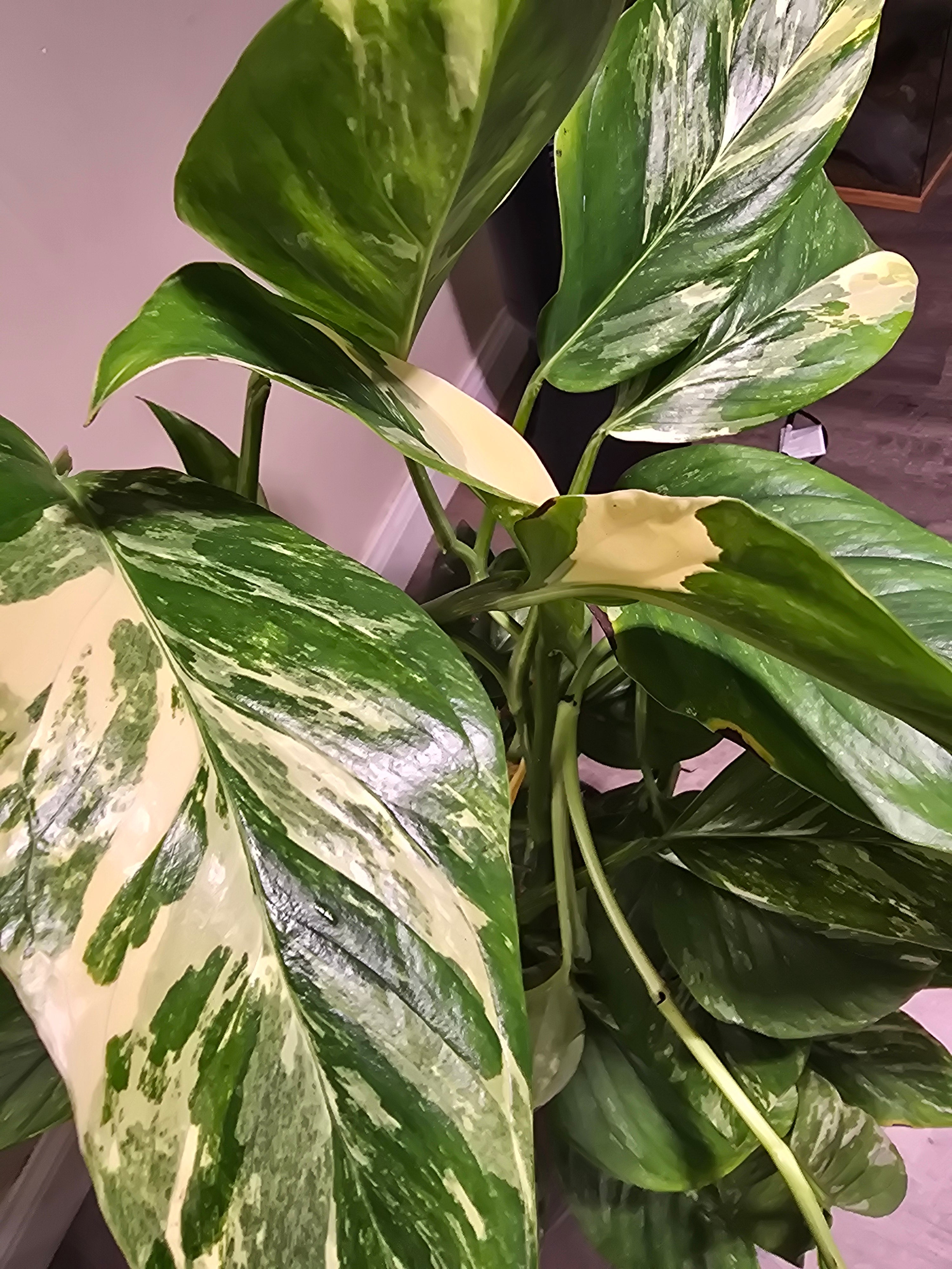 Rare Monstera Lechleriana Variegated