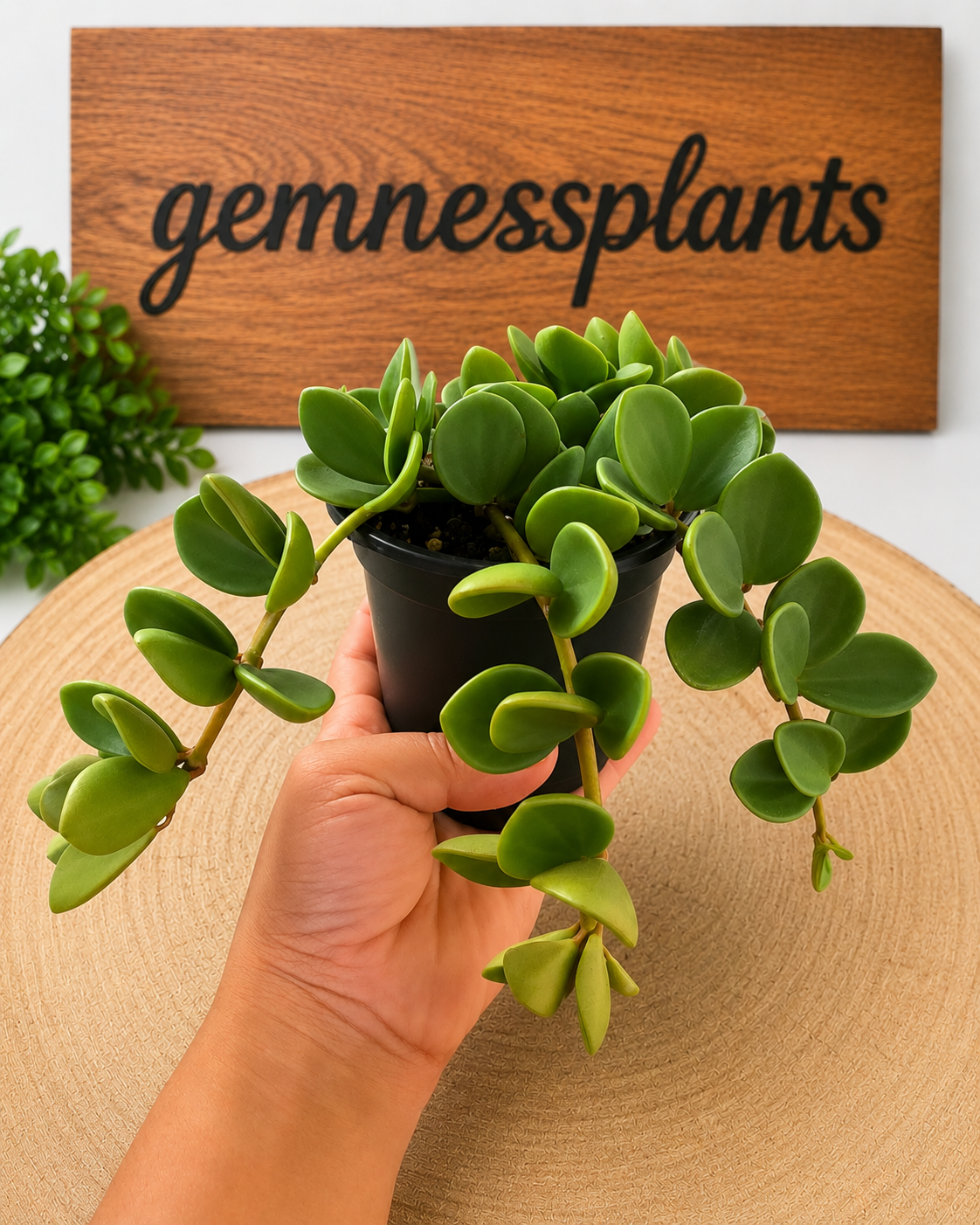 Peperomia Rotundifolia 'Hope'