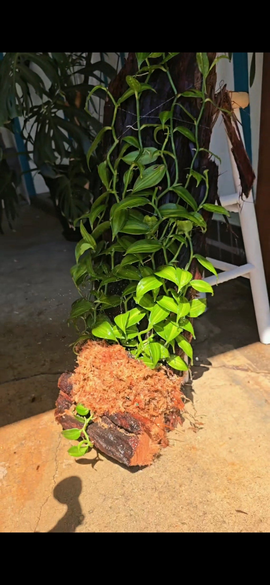 One-of-a-Kind Variegated Vanilla Orchid Living Sculpture