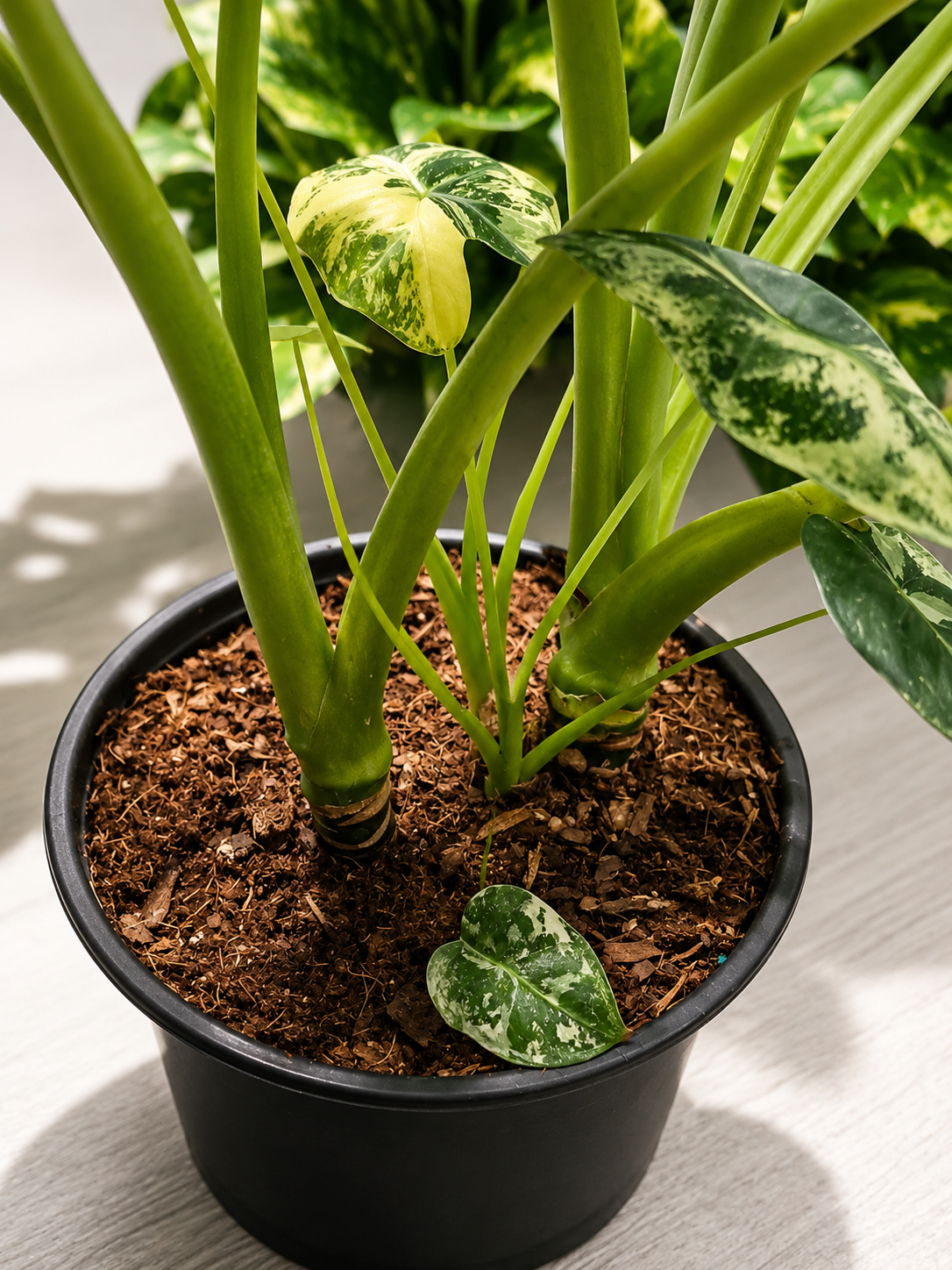 Alocasia Frydek Variegated