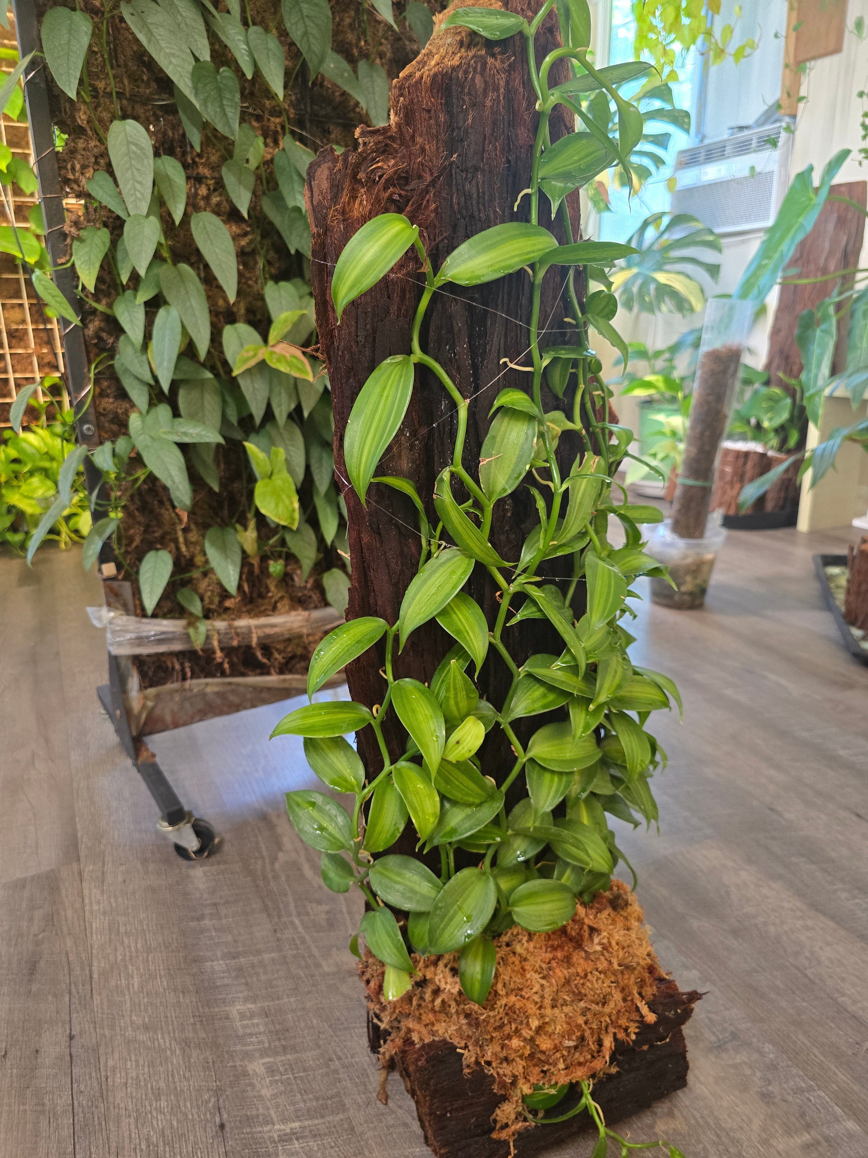 One-of-a-Kind Variegated Vanilla Orchid Living Sculpture