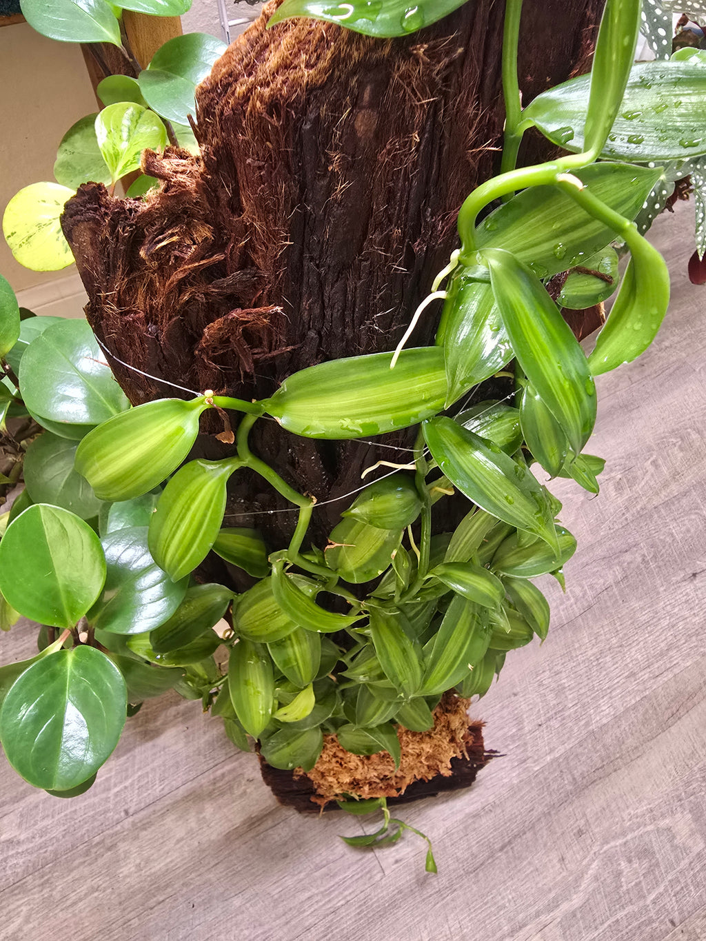 One-of-a-Kind Variegated Vanilla Orchid Living Sculpture