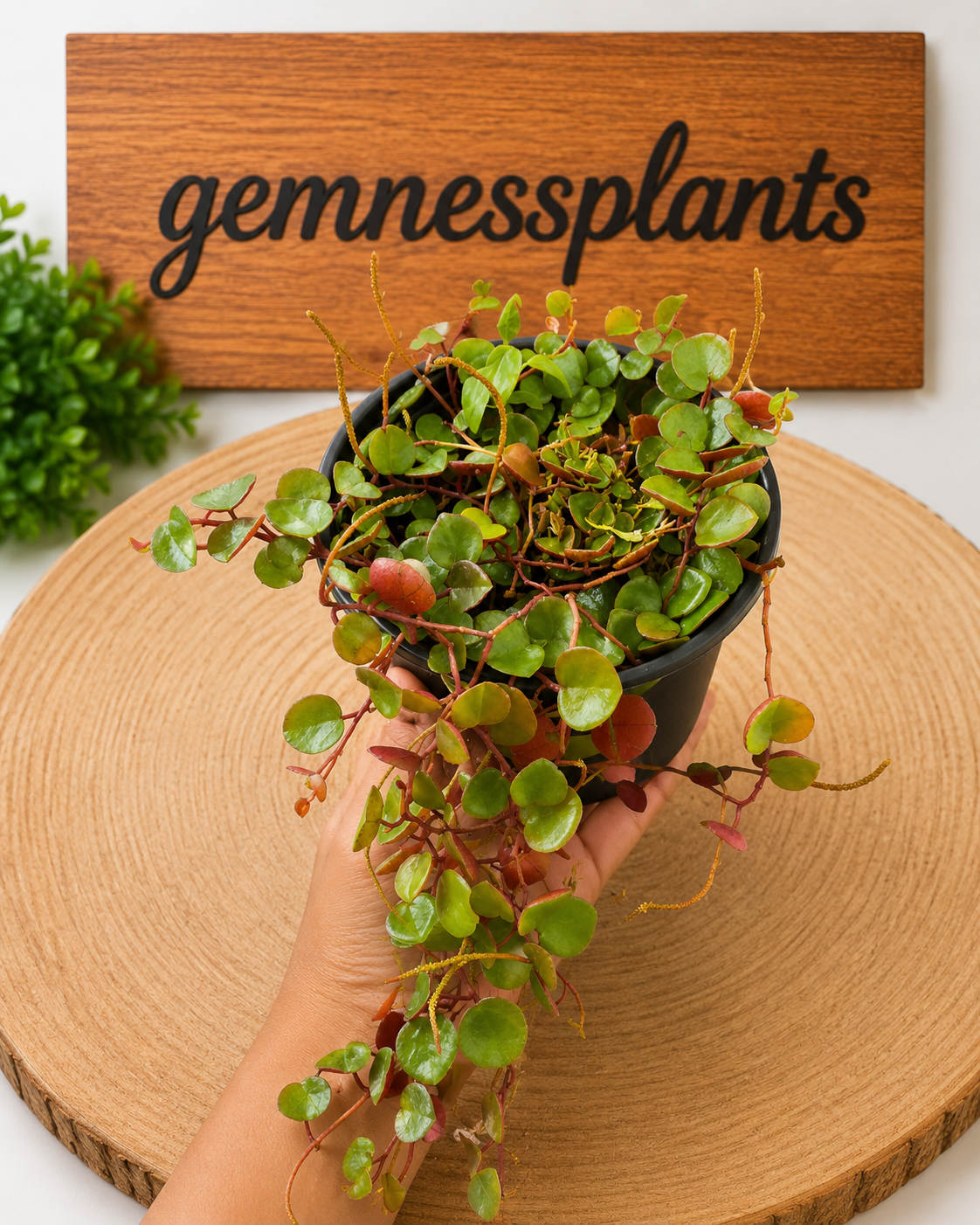 Peperomia Ruby Cascade
