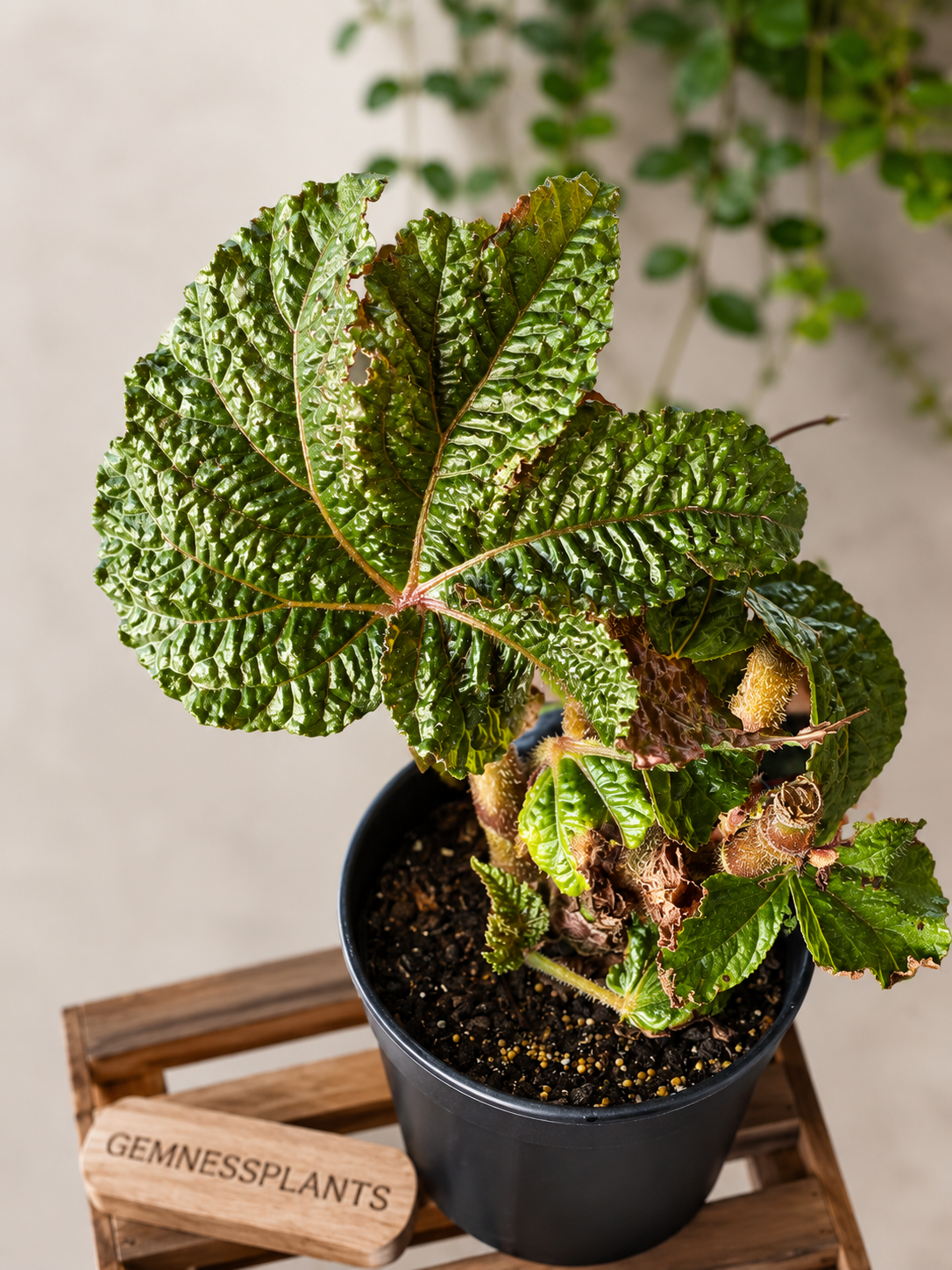 Begonia Paul Hernandez