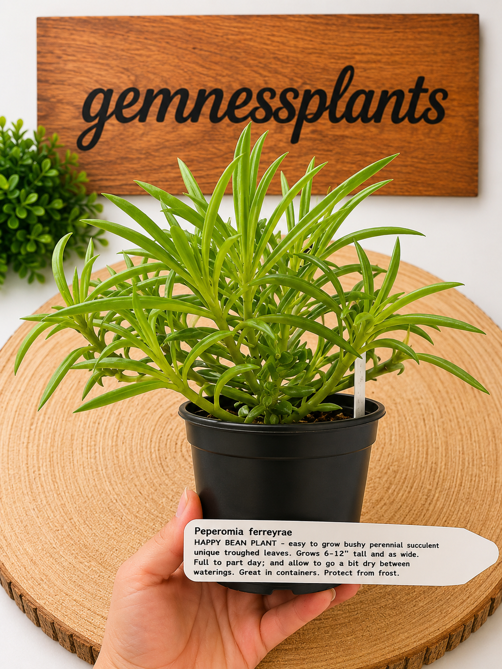 Peperomia Ferreyrae